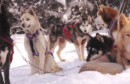 Экскурсии на санях, запряженных собаками