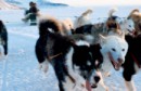 Экскурсии на санях, запряженных собаками